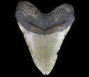 Massive, Megalodon Tooth - North Carolina #66096-2